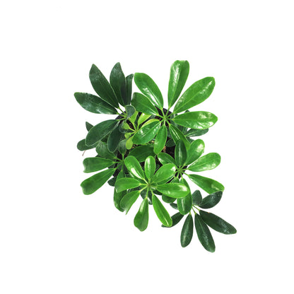 Schefflera, 4in, Arboricola Green Mini
