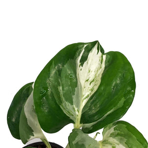 Pothos, 4in, Manjula