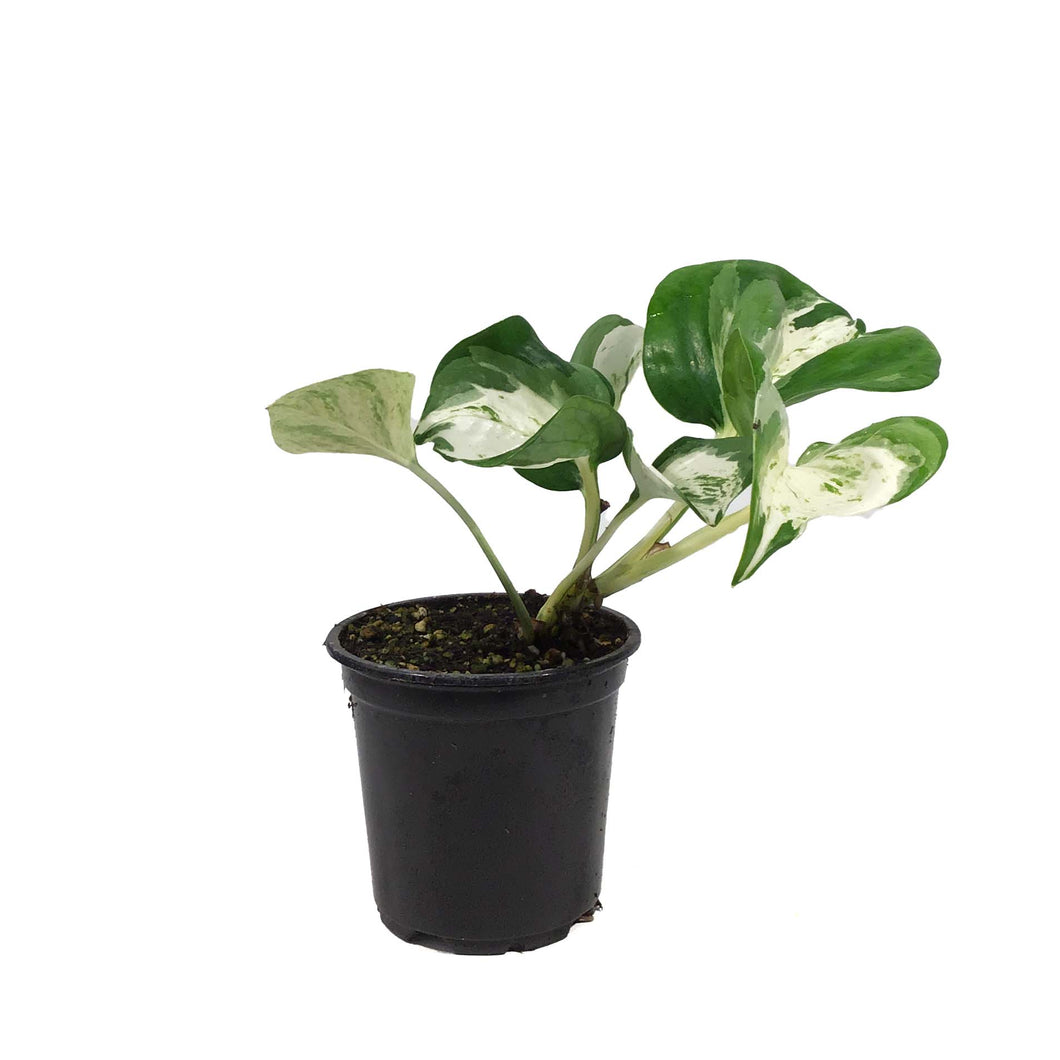 Pothos, 4in, Manjula