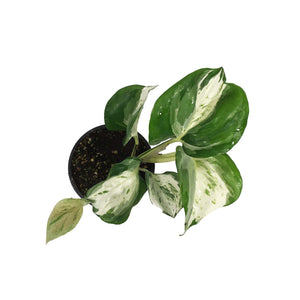 Pothos, 4in, Manjula