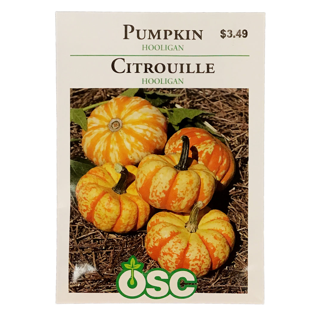 Pumpkin - Hooligan Seeds, OSC