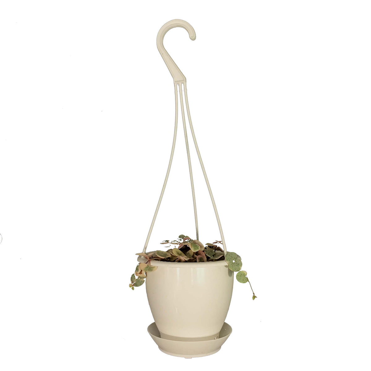 String of Hearts Variegated, 4.5in HB, Ceropegia