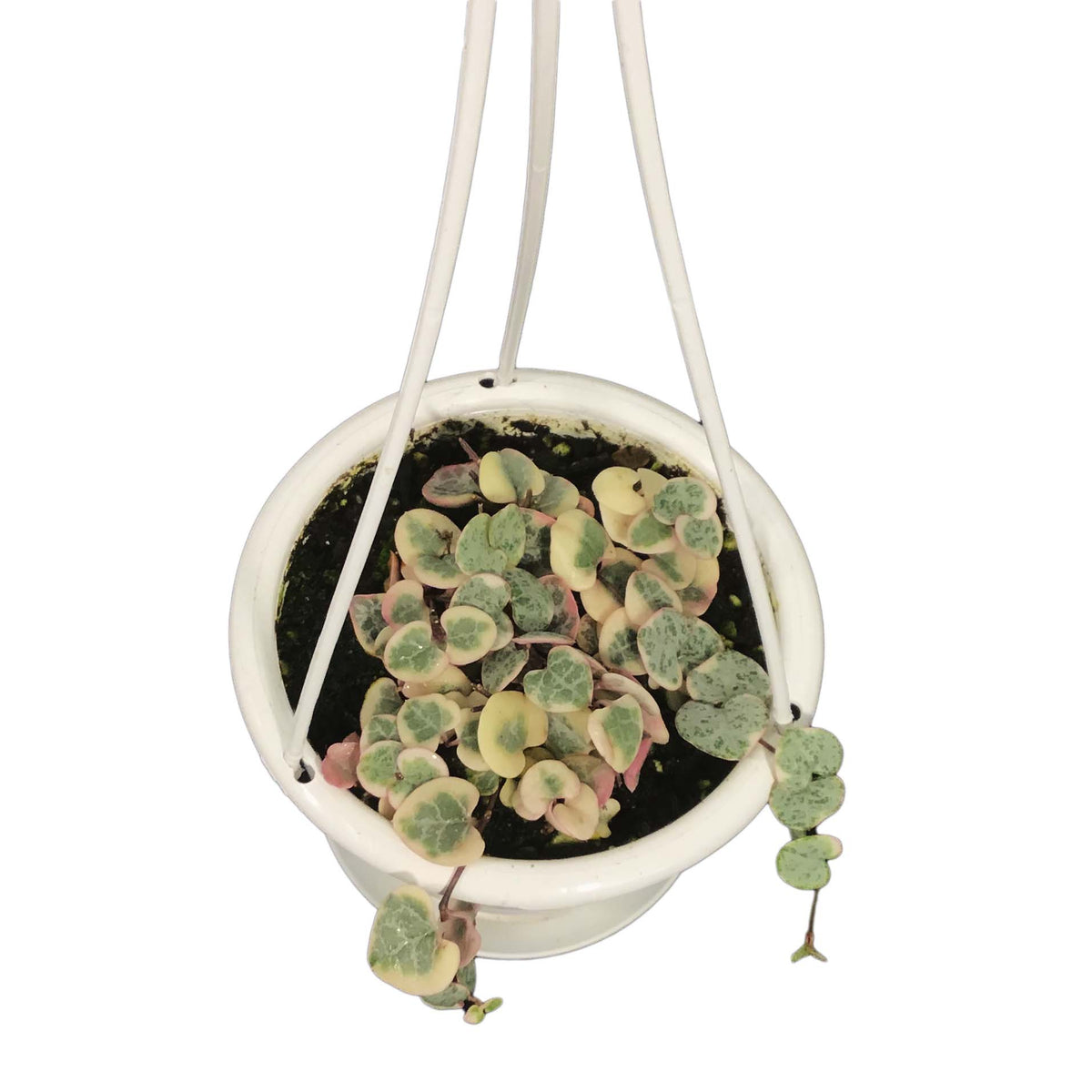 String of Hearts Variegated, 4.5in HB, Ceropegia