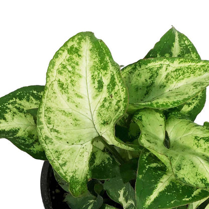 Syngonium, 4in, Robusta