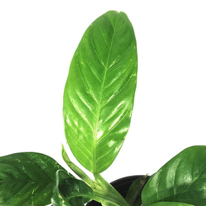 Philodendron, 4in, Lynette