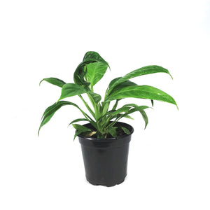 Philodendron, 4in, Lynette