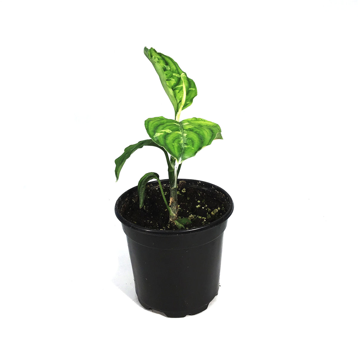 Aglaonema, 4in, Pictum Tricolor