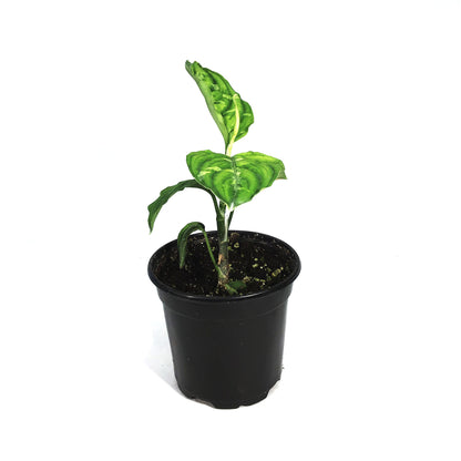 Aglaonema, 4in, Pictum Tricolor
