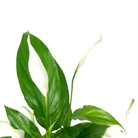 Spathiphyllum, 4in, Domino Peace Lily