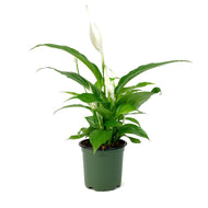 Spathiphyllum, 4in, Domino Peace Lily