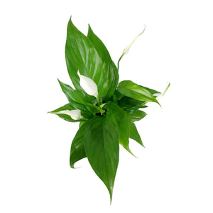 Spathiphyllum, 4in, Domino Peace Lily