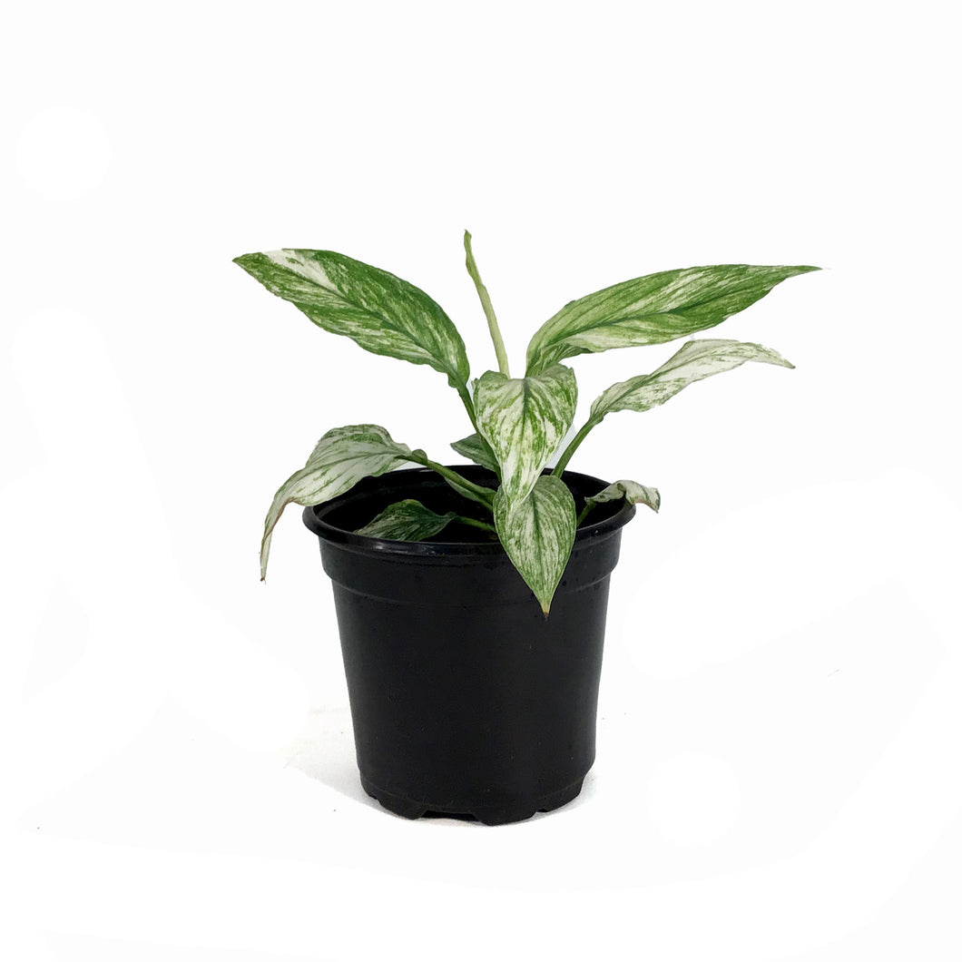 peace lily jessica Spathiphyllum, 4in, Jessica Peace Lily – Floral Acres Greenhouse & Garden Centre