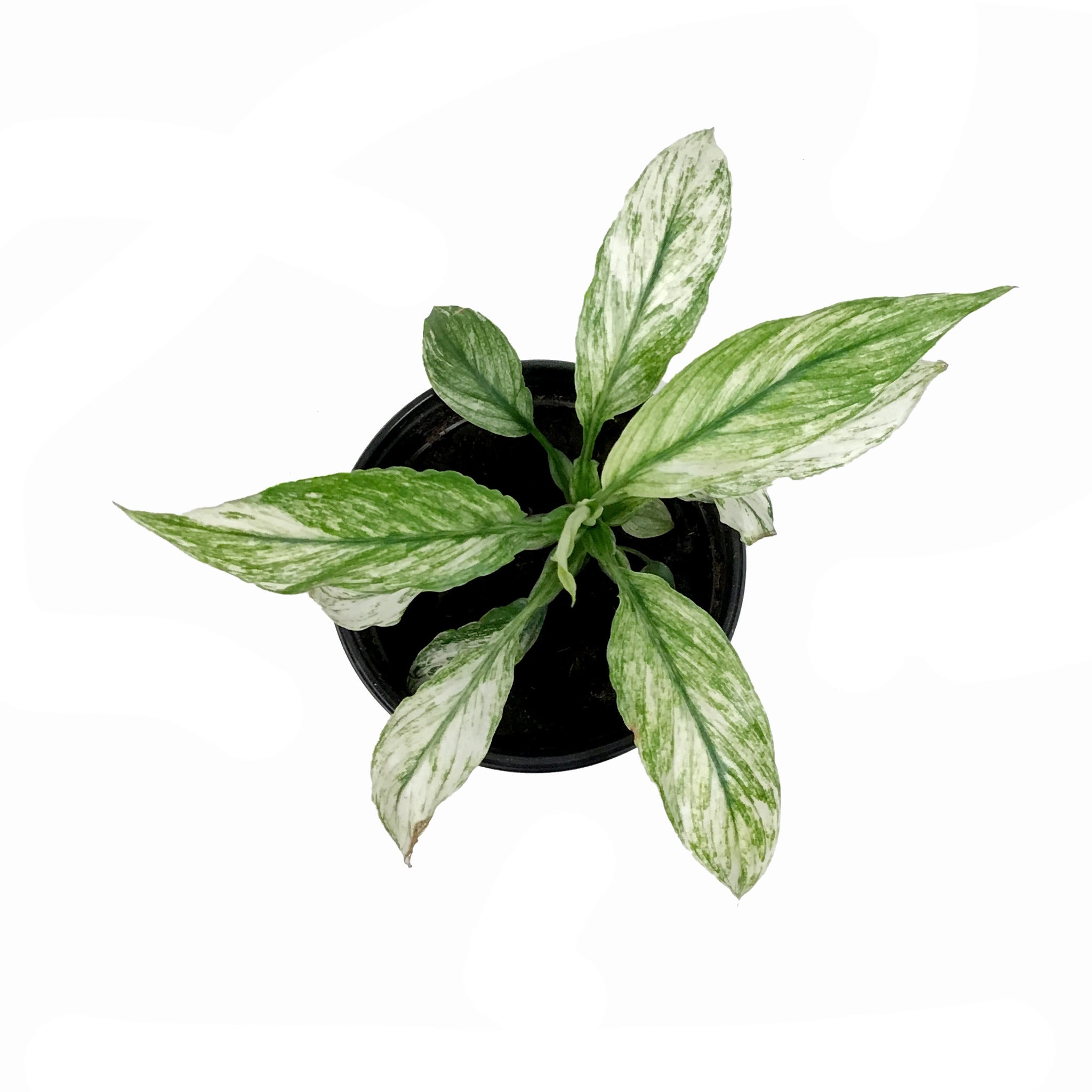 jessica peace lily Spathiphyllum, 4in, Jessica Peace Lily – Floral Acres Greenhouse & Garden Centre