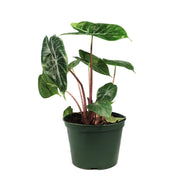 Alocasia, 6in, Ivory Coast