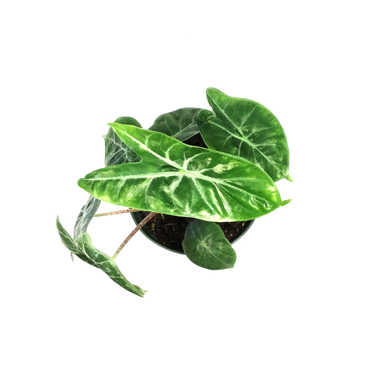 Alocasia, 6in, Ivory Coast