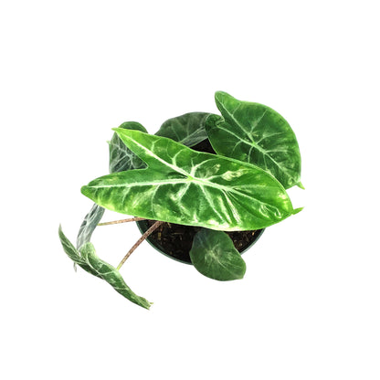 Alocasia, 6in, Ivory Coast