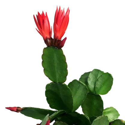 Easter Cactus, 4in, Hatoria Gaertneri