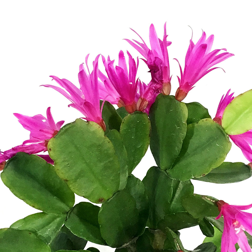 Easter Cactus, 4in, Hatoria Gaertneri