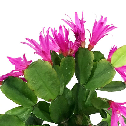 Easter Cactus, 4in, Hatoria Gaertneri