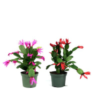 Easter Cactus, 4in, Hatoria Gaertneri