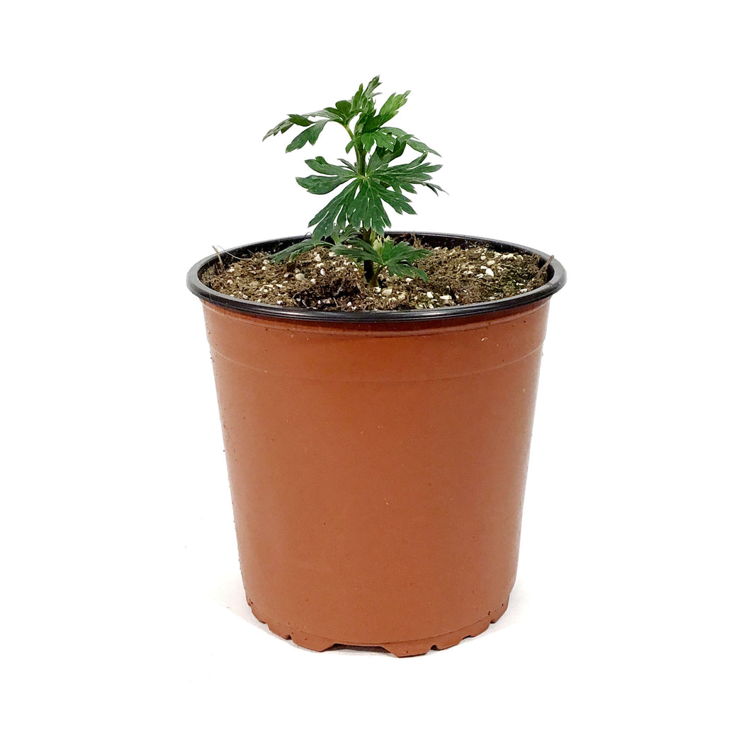 Aconitum, 1 gal, Arendsii Cloudy