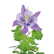 Load image into Gallery viewer, Aquilegia, 1 gal, Earlybird Mix
