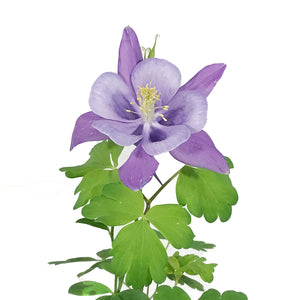 Aquilegia, 1 gal, Earlybird Mix