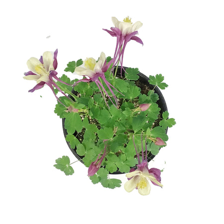 Aquilegia, 1 gal, Early Bird Purple Yellow