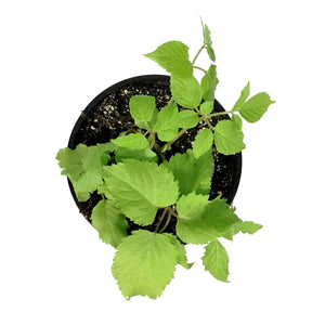 Aralia, 1 gal, Cordata Sun King