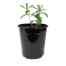 Load image into Gallery viewer, Asclepias, 1 gal, Tuberosa Hello Yellow
