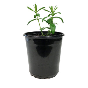 Asclepias, 1 gal, Tuberosa Hello Yellow