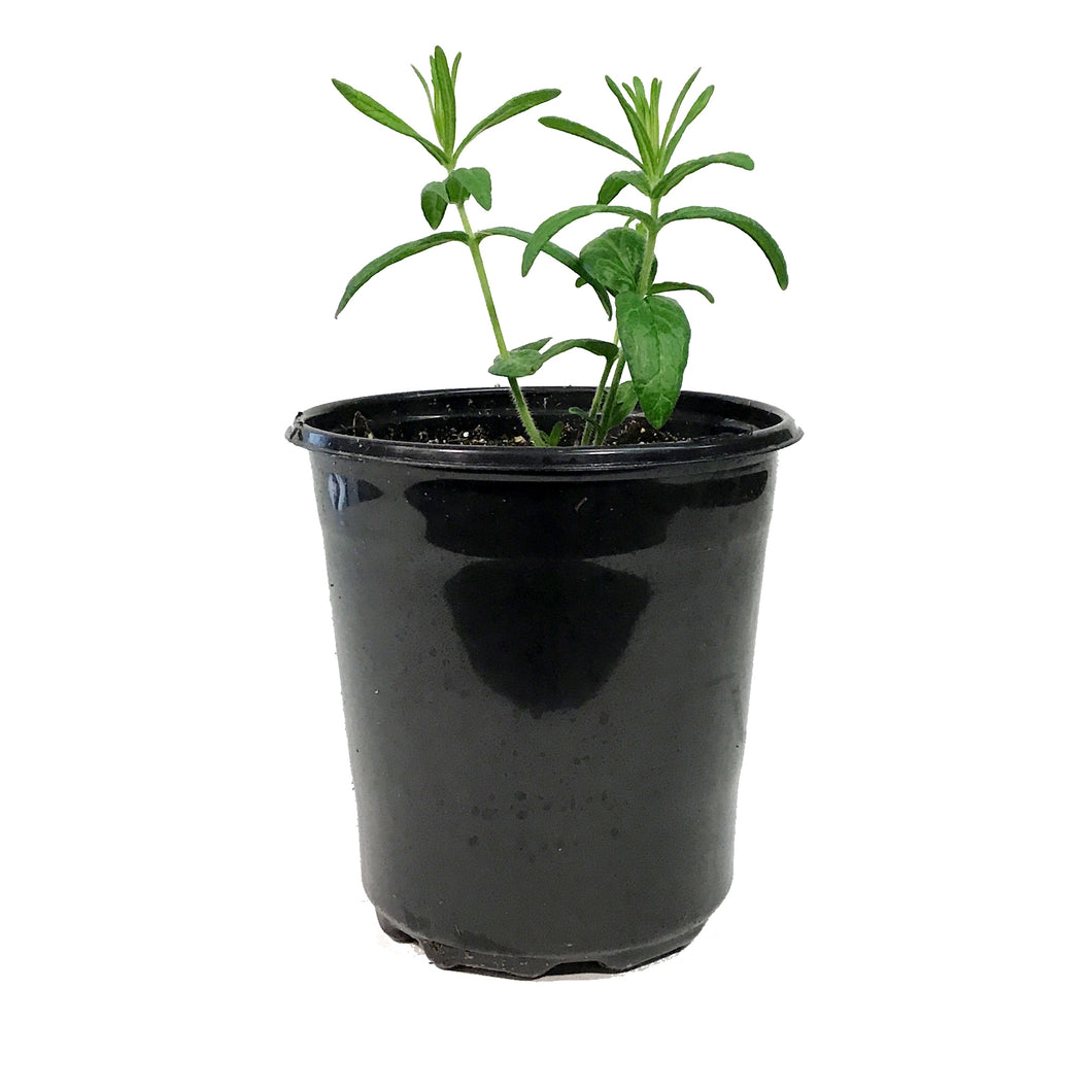 Asclepias, 1 gal, Tuberosa Hello Yellow