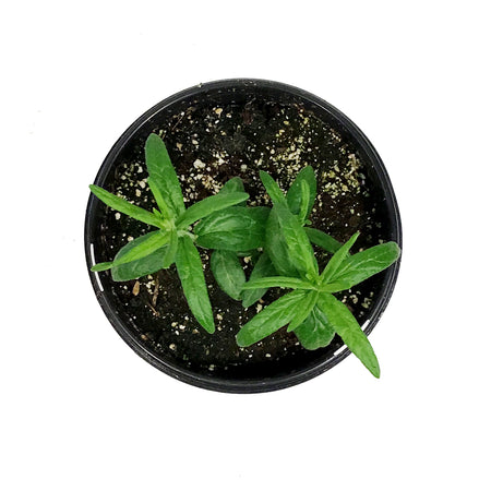 Asclepias, 1 gal, Tuberosa Hello Yellow