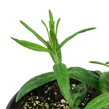 Load image into Gallery viewer, Asclepias, 1 gal, Tuberosa Hello Yellow
