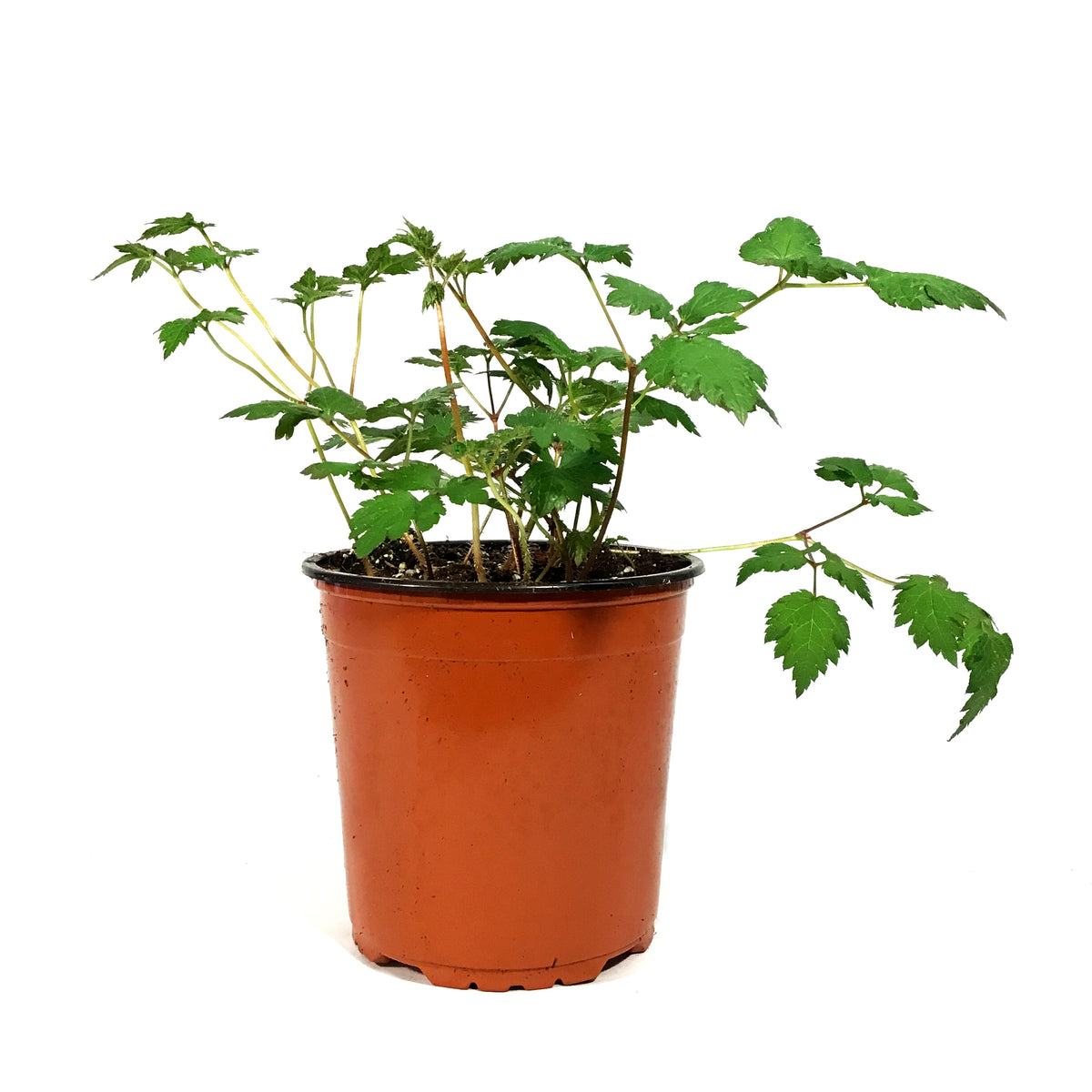 Astilbe, 1 gal, Color Flash – Floral Acres Greenhouse & Garden Centre