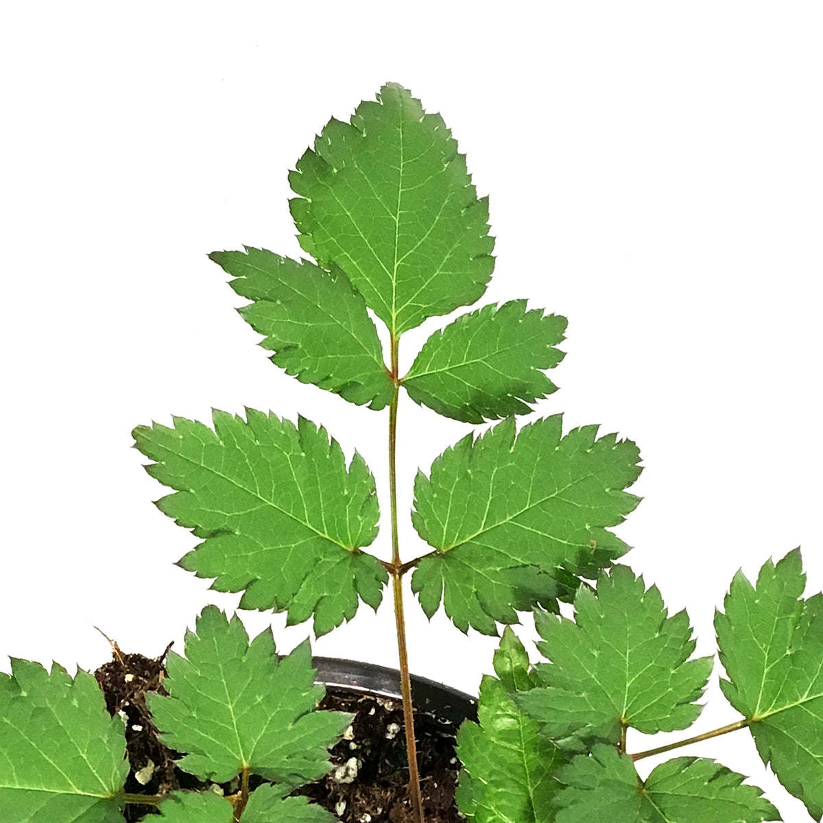 Astilbe, 1 gal, Color Flash – Floral Acres Greenhouse & Garden Centre