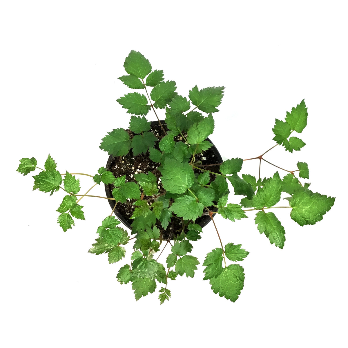 Astilbe, 1 gal, Color Flash – Floral Acres Greenhouse & Garden Centre