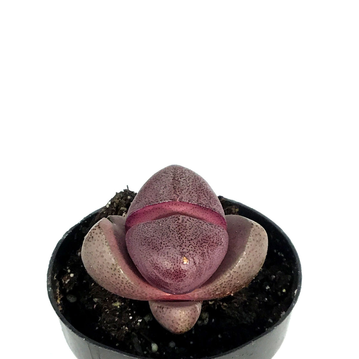 Succulent, 2in, Split Rocks Royal Flush