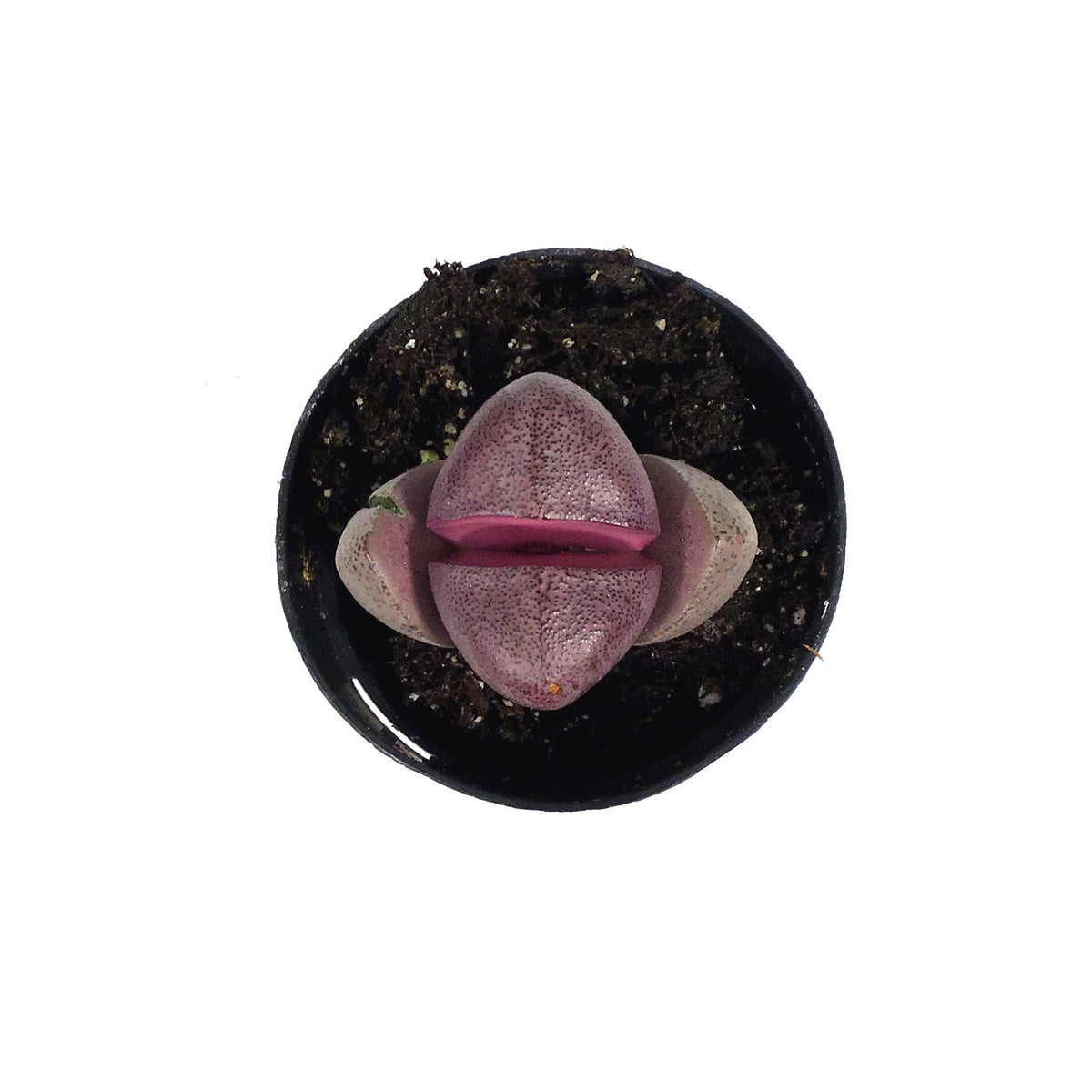 Succulent, 2in, Split Rocks Royal Flush