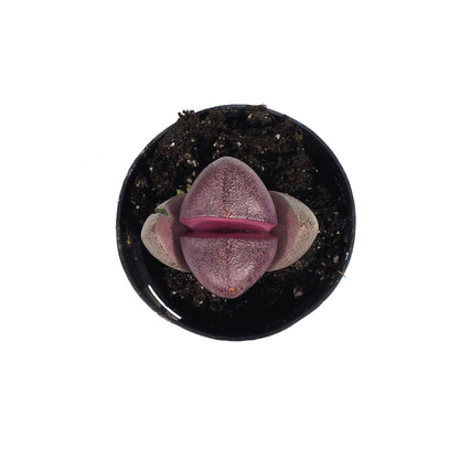 Succulent, 2in, Split Rocks Royal Flush