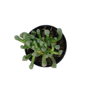 Succulent, 2in, Baby Toes