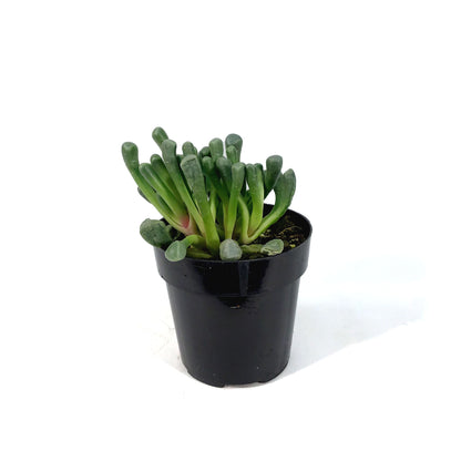 Succulent, 2in, Baby Toes