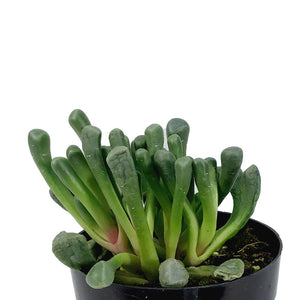 Succulent, 2in, Baby Toes
