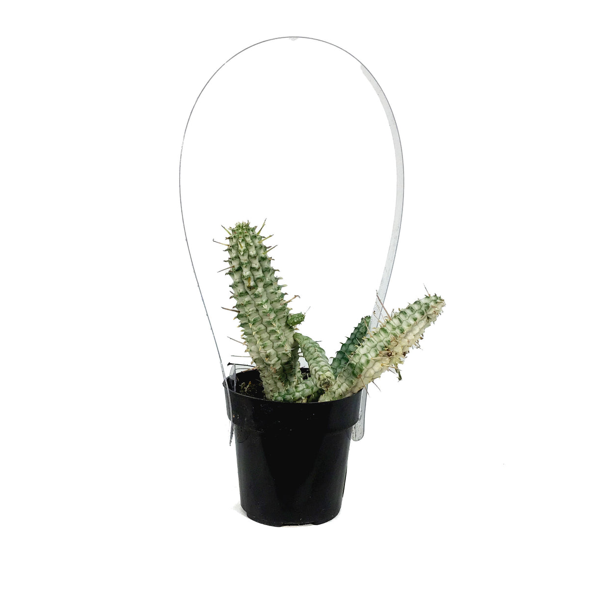 Cactus, 2.5in, Euphorbia mammillaris variegata