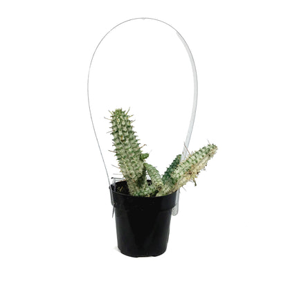 Cactus, 2.5in, Euphorbia mammillaris variegata