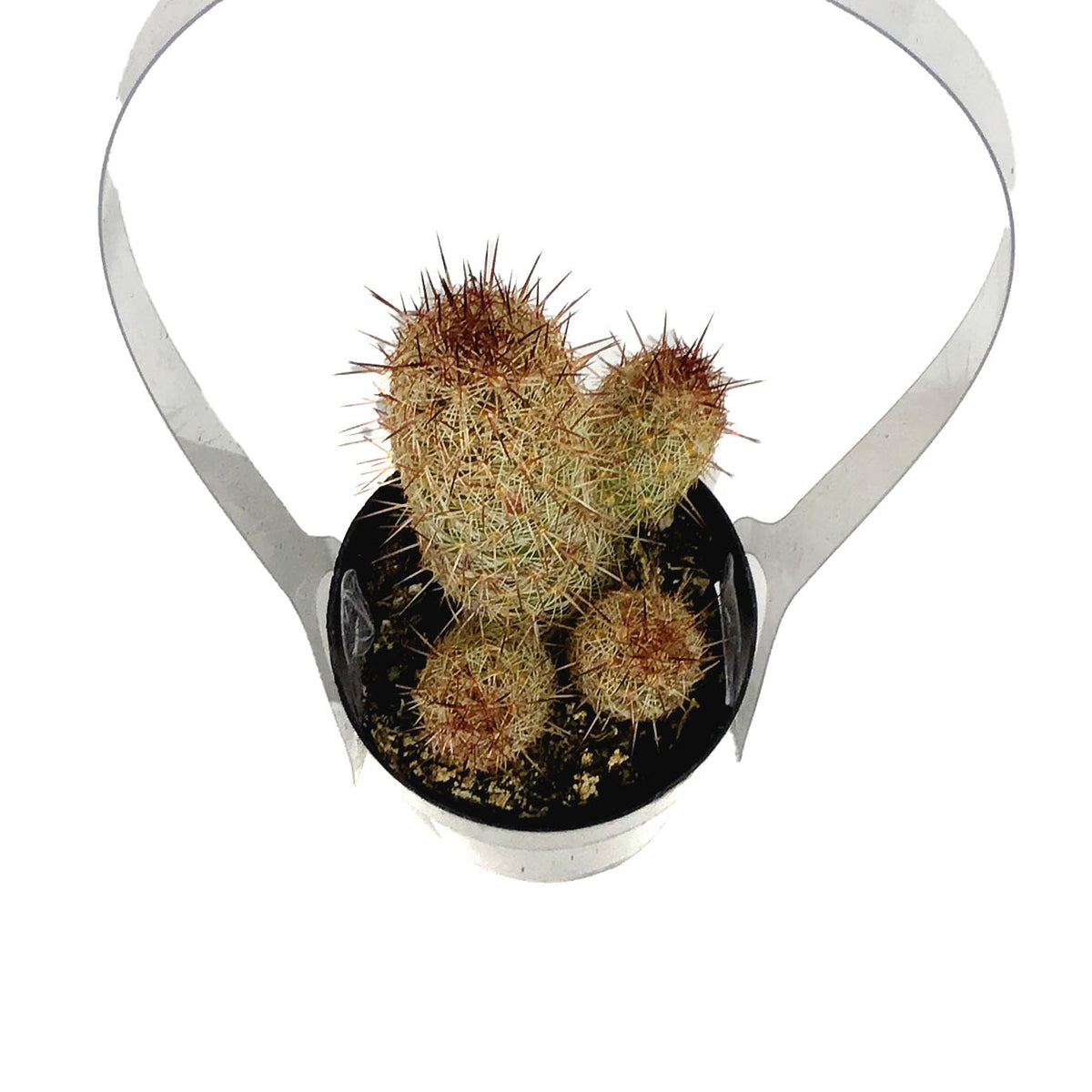 Cactus, 2.5in, Mammillaria Elongata 'Julio'
