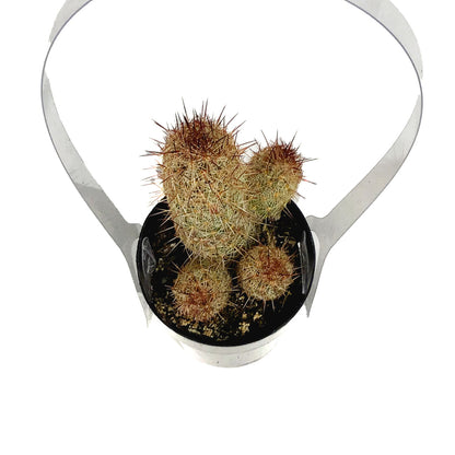 Cactus, 2.5in, Mammillaria Elongata 'Julio'