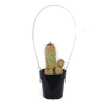 Load image into Gallery viewer, Cactus, 2.5in, Mammillaria Elongata &#39;Julio&#39;
