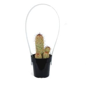 Cactus, 2.5in, Mammillaria Elongata 'Julio'