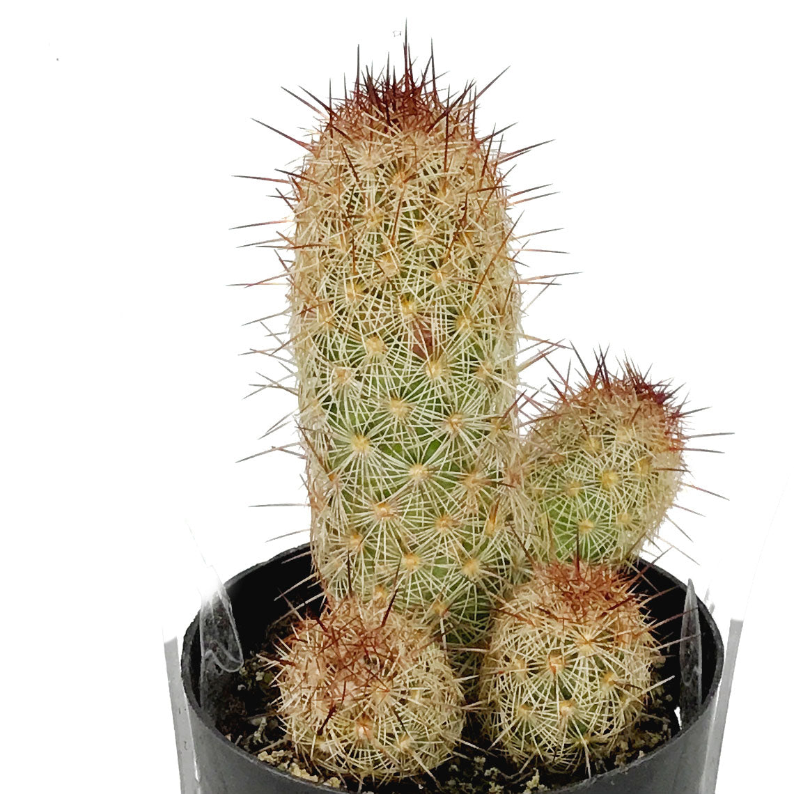 Cactus, 2.5in, Mammillaria Elongata 'Julio'